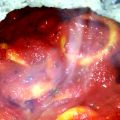 Calamars à la tomate relevée