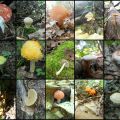 Les champignons du bois
