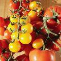 Le retour de la tomate Savoura...