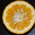 Marmelade d’Oranges amères