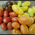 Au potager: À chacun sa tomate, il y en a pour[...]