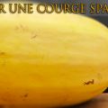 Courge