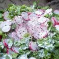 Salade de laitue et fines herbes aux radis