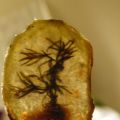 Plat - chips aux herbes fossilisées, galettes[...]