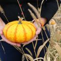 Autocueillette de citrouilles, labyrinthe de[...]