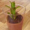 Jardinage ? Non, une crème chocolat-menthe
