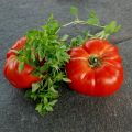 Sorbet de tomates au coulis de basilic