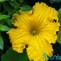 Récoltes d'été au jardin : les cucurbitacées