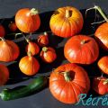 Cucurbitacées d'automne...