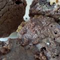 BROWNIES AU BEURRE DE CACAHUETES