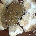 Pommes de terre en croûte de sel -[...]