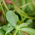 Recette de salade de pourpier aux pois chiches[...]