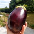 Comment Cuisiner les Aubergines pour en Tirer[...]