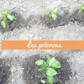 De retour au potager ! Légumes et fruits sont[...]