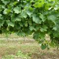 Espèce de Gros Manseng! A la découverte des[...]