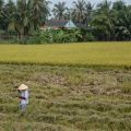 voyage au Vietnam #2: Delta du mékong