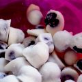 Greek Yoghurt Balls