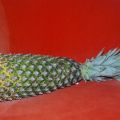 Confiture d’ananas pain de sucre