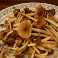 Un excellent champignon au goût de noisette