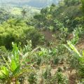 visite d'une finca de café en Colombie
