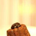 Fondants au chocolat et cerises amarena