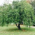 Les fruits et légumes de la saison