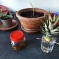 Jardinage......