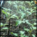 Potager 2015: semis de tomate et mes nouveautés