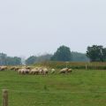 Mangeons local, plus que jamais! - Fermes de[...]