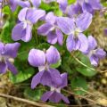 Sirop de violette / Violet syrup