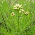 sirop de tanaisie