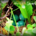 Un lundi parmi tant d'autres... Secret Story...