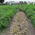 Les pommes de terre de Noirmoutier (part 2)