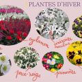 Avoir un balcon (ou un jardin) coloré en hiver,[...]