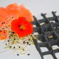 Saumon fumé d'Ecosse, gaufre au sarrasin et aux[...]