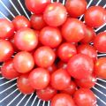 Coulis de tomate