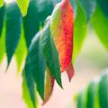 Bien passer l'automne {Risottos 3 couleurs}