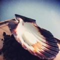 Best Fishes 2 - des fulgurances, des indulgences