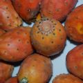 Entre confiture et gelée, figues de barbarie