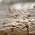 Dacquoise aux noisettes chocolat-caramel