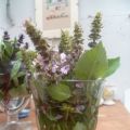 Le Holy Basil une plante ayurvédique aux[...]