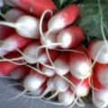 Chepakoifer avec des radis