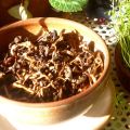 Les farfalles aux girolles de mamie Josette !