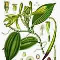 Partenariat : Panifolia la vanille grand cru du[...]