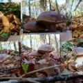 Velouté de champignons des bois