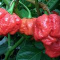 Food factor épisode 3 : Trinidad Moruga[...]
