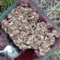 Crumble aux poires et aux mûres sauvages