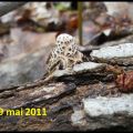 Le temps de regarder un champignon!