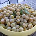 Semaine mirabelles
