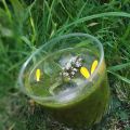 smoothie de fin d'été